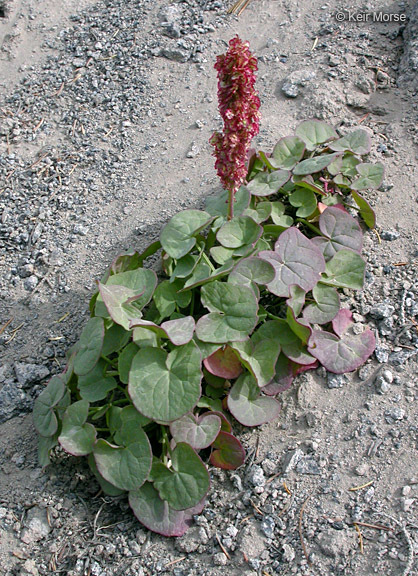 Image of Alpine mountain-sorrel