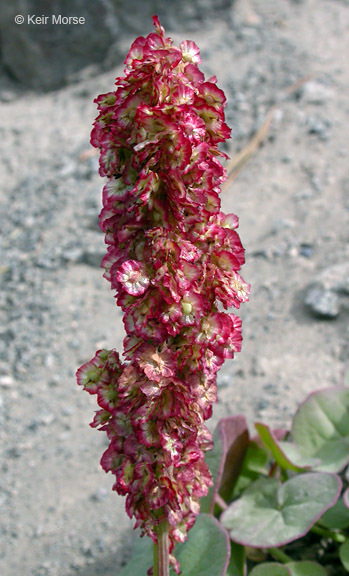 Image of Alpine mountain-sorrel