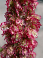 Image of Alpine mountain-sorrel