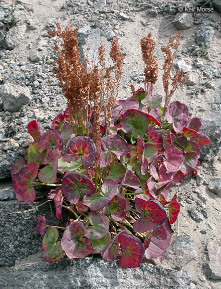 Image of Alpine mountain-sorrel