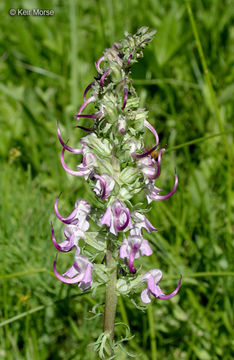 Image of elephanthead lousewort