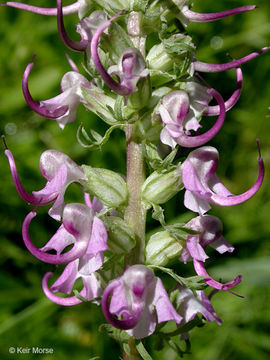 Image of elephanthead lousewort