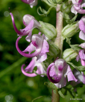 Image of elephanthead lousewort