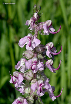 Image of elephanthead lousewort