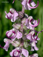 Image of elephanthead lousewort