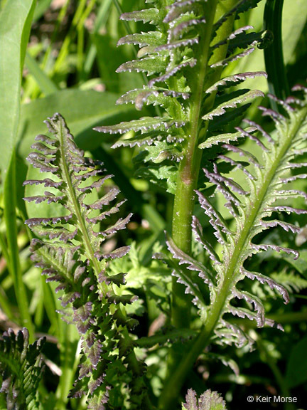 Image of elephanthead lousewort