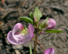 Imagem de Pedicularis racemosa Dougl. ex Hook.