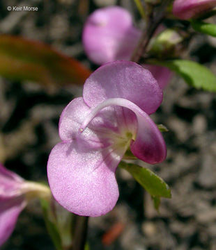 Image of sickletop lousewort