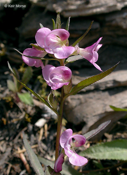 Imagem de Pedicularis racemosa Dougl. ex Hook.