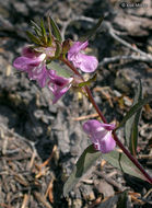 Imagem de Pedicularis racemosa Dougl. ex Hook.