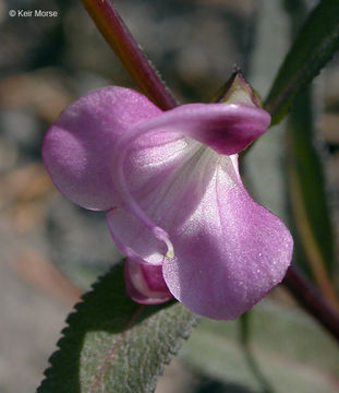 Imagem de Pedicularis racemosa Dougl. ex Hook.