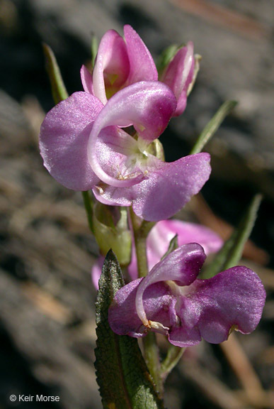 Imagem de Pedicularis racemosa Dougl. ex Hook.