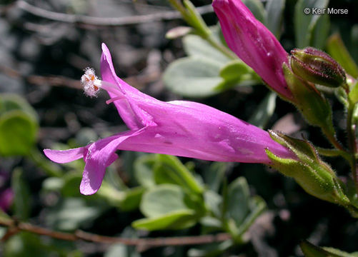 Image of cliff beardtongue