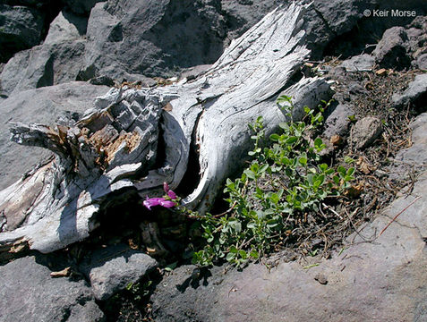 Image of cliff beardtongue