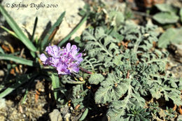 Слика од Scabiosa turolensis Pau