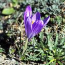 Image of Late Crocus