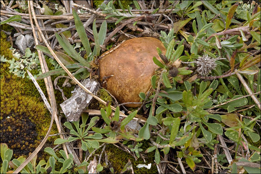 Image of Rhizopogon obtextus (Spreng.) R. Rauschert 1984