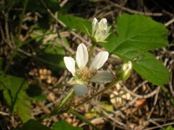 Слика од Rubus ursinus Cham. & Schltdl.