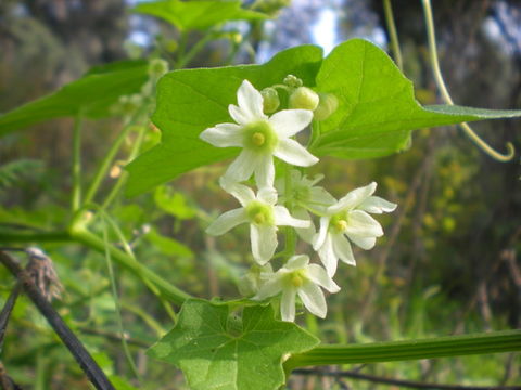 Image of Marah macrocarpa (Greene) Greene