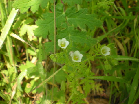 Image de Eucrypta chrysanthemifolia (Benth.) Greene