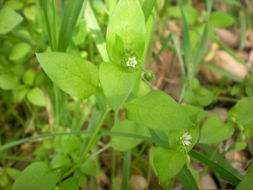 Image of common chickweed