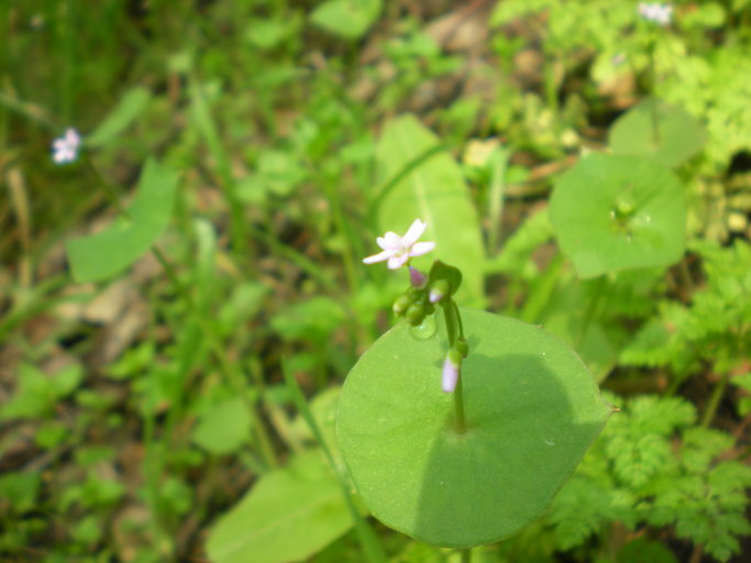 Image of Indian lettuce