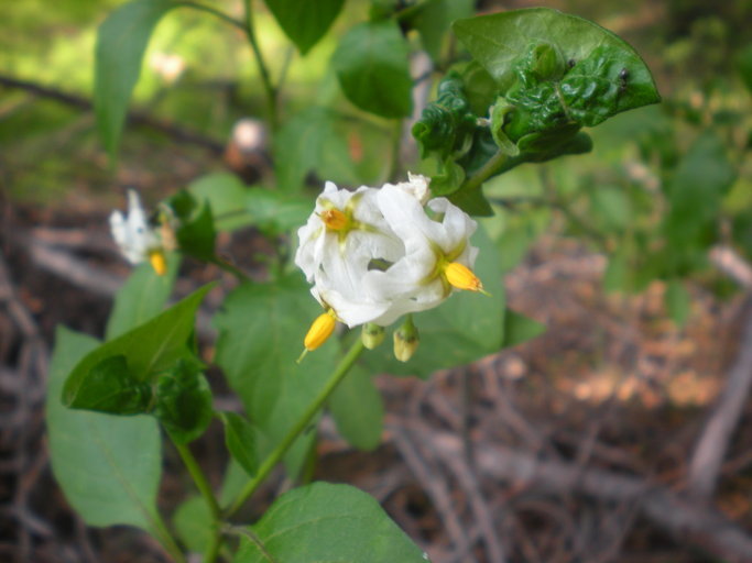 Image of greenspot nightshade