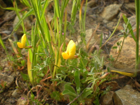 Image of <i>Acmispon strigosus</i>