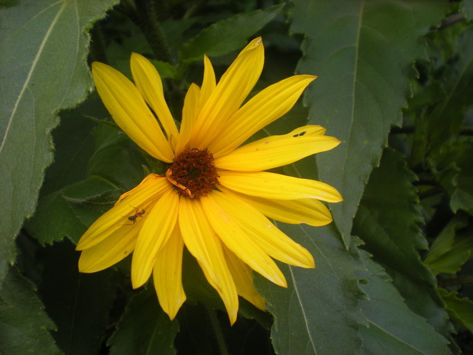 Image of common sunflower