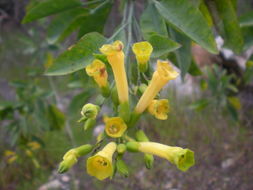 Image of tree tobacco