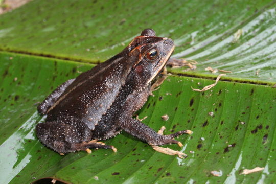 Image of Cuchumatan Golden Toad