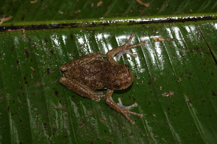 Image of Plectrohyla ixil Stuart 1942