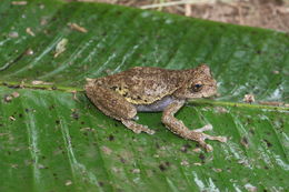 Image of Plectrohyla ixil Stuart 1942