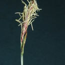 Image of roundfruit sedge