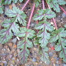 Image of Erodium botrys (Cav.) Bertol.