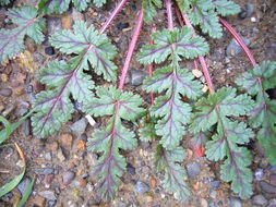 Слика од Erodium botrys (Cav.) Bertol.