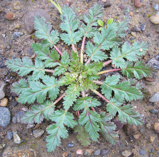 Слика од Erodium botrys (Cav.) Bertol.