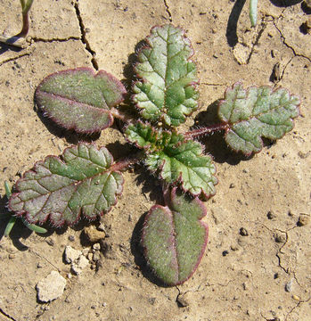 Слика од Erodium botrys (Cav.) Bertol.