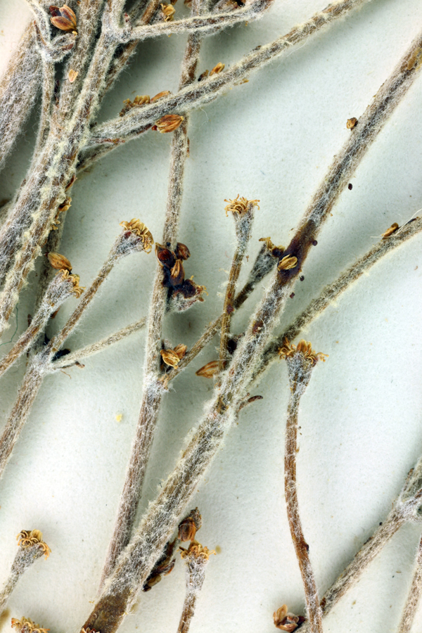 Image of Idria buckwheat