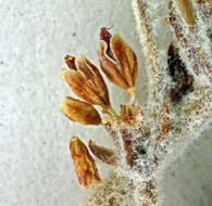 Image of Idria buckwheat