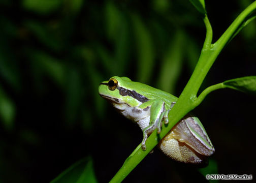 Image of Lemon-yellow tree frog