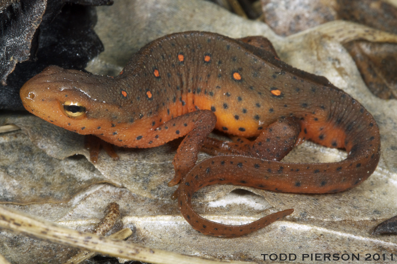 Image of Eastern Newt