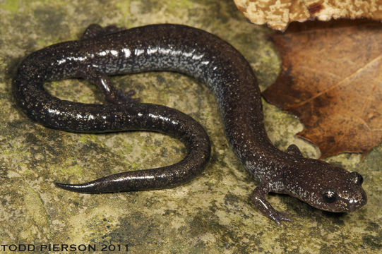 صورة Plethodon electromorphus Highton 1999