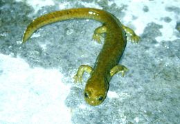 Image of Paghman mountain salamander