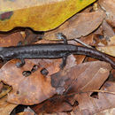 Image of Coffee Grove Salamander