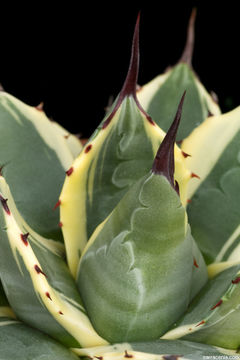 Image of <i>Agave parryi</i> var. <i>pattoni</i>