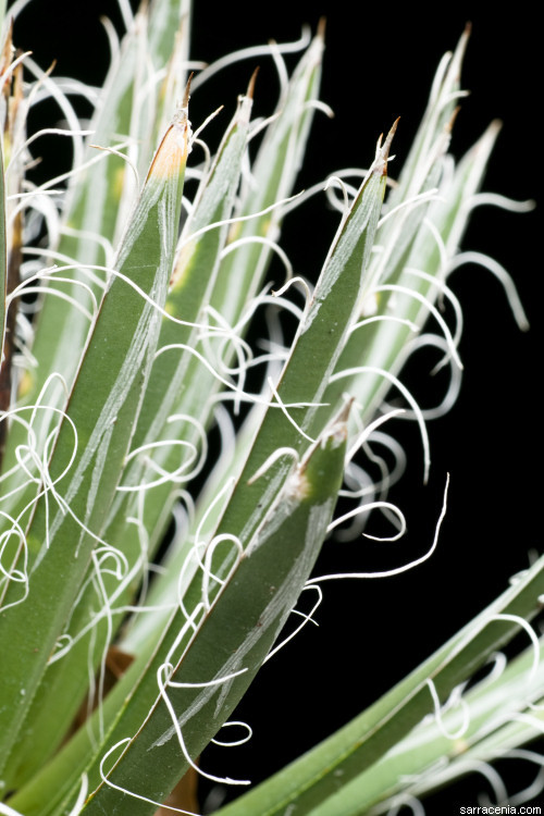 Image of Tuberose-flowered Hardy Century Plant