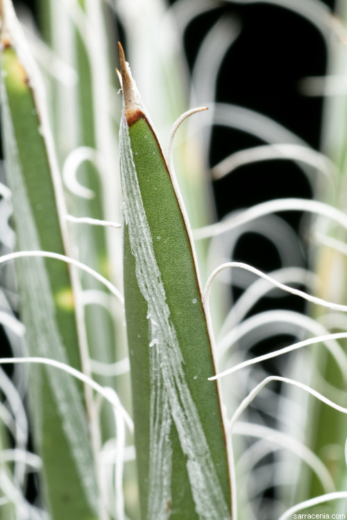 Image of Tuberose-flowered Hardy Century Plant