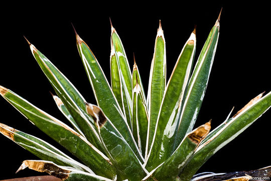 Image of Queen Victoria agave