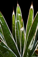 Image of Queen Victoria agave